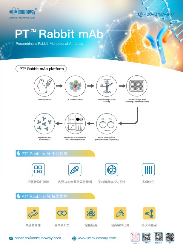 兔重组基因工程抗体PT™ Rabbit mAb、兔单抗单页1