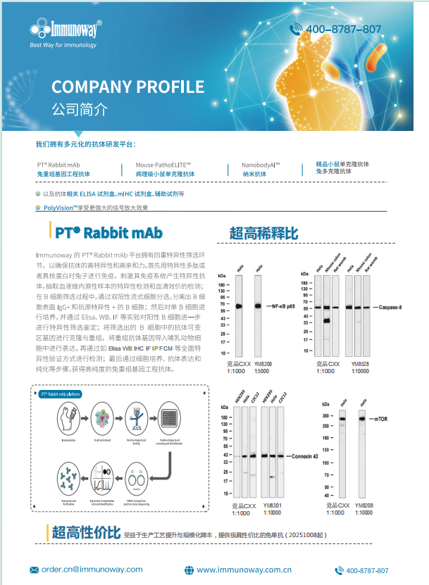 兔重组基因工程抗体PT™ Rabbit mAb、兔单抗单页2