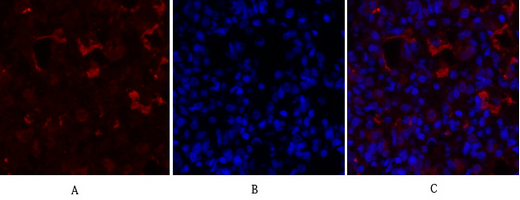 PPAR-γ Rabbit pAb - 产品 - Immunoway 中文官网